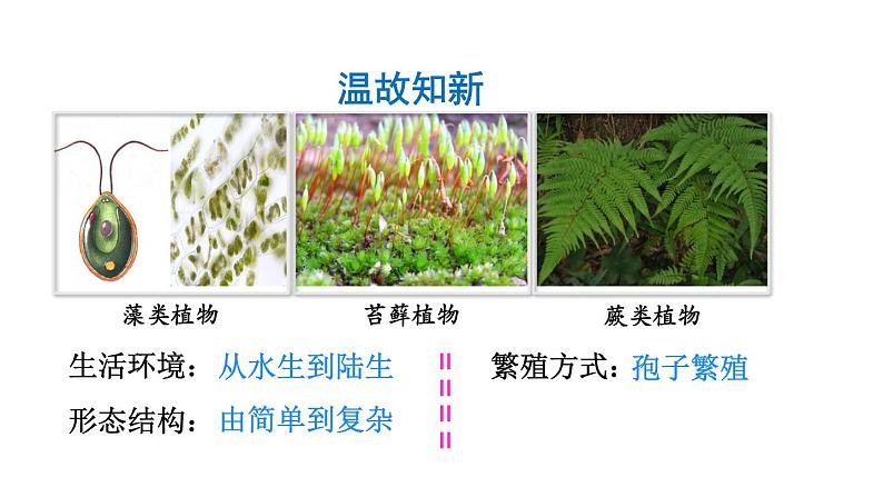 3.1.2种子植物课件PPT第3页