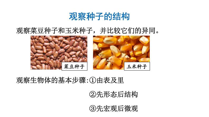 3.1.2种子植物课件PPT第5页