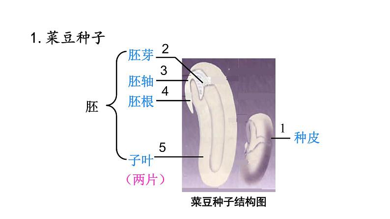 3.1.2种子植物课件PPT第6页