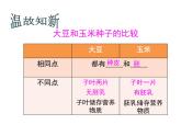 3.2.1种子的萌发课件PPT