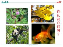 北师大版七年级上册第1节 形形色色的生物图片课件ppt_ppt01