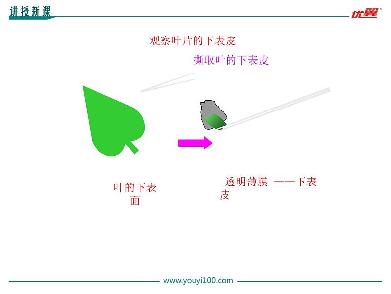 第2课时  光合作用的原理和应用课件PPT第8页