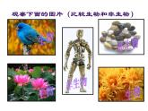 第一节  生物的特征课件PPT