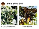 第一节  生物的特征课件PPT