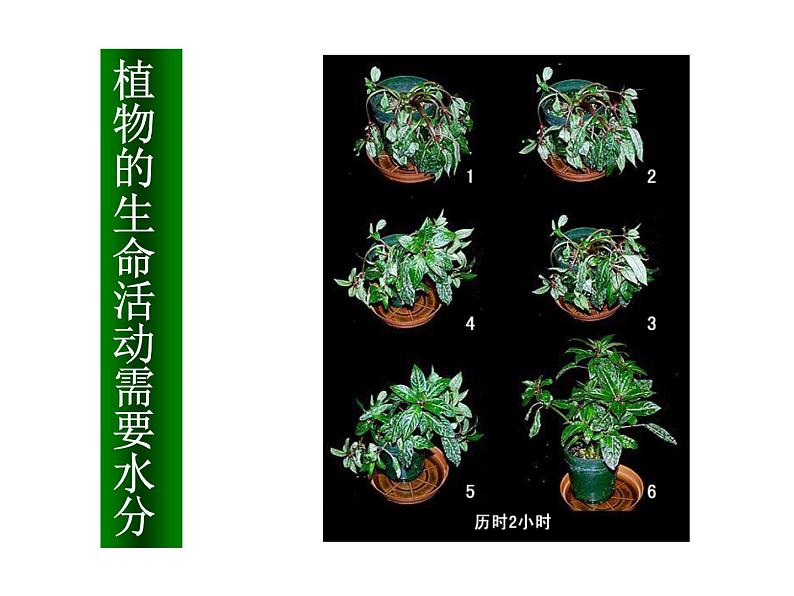 第一节  生物的特征课件PPT06