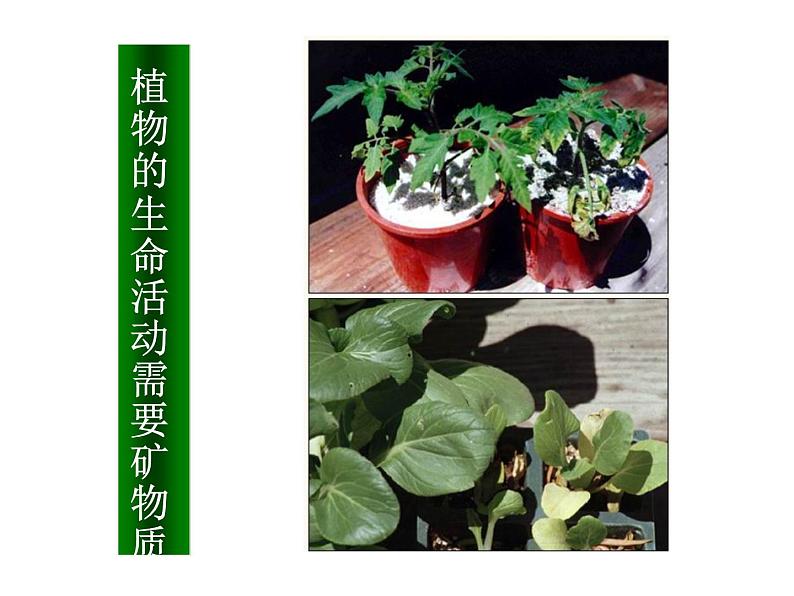 第一节  生物的特征课件PPT07