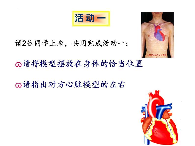 3-3-2物质运输的器官（动力器官—心脏）课件2021-2022学年济南版生物七年级下册第4页