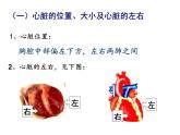 3-3-2物质运输的器官（动力器官—心脏）课件2021-2022学年济南版生物七年级下册