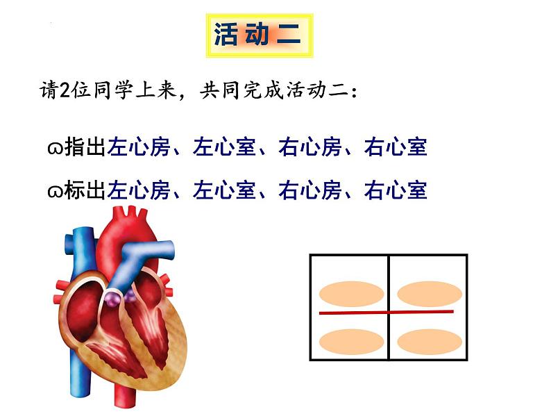 3-3-2物质运输的器官（动力器官—心脏）课件2021-2022学年济南版生物七年级下册第7页