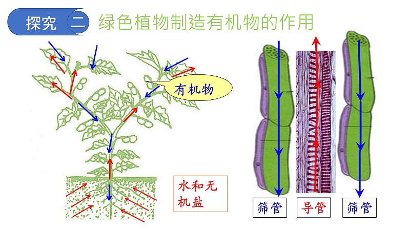 3-4绿色植物是生物圈中有机物的制造者（第2课时）课件2021-2022学年鲁科版生物六年级下册07