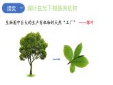 3-4绿色植物是生物圈中有机物的制造者（第1课时）课件2021-2022学年鲁科版生物六年级下册