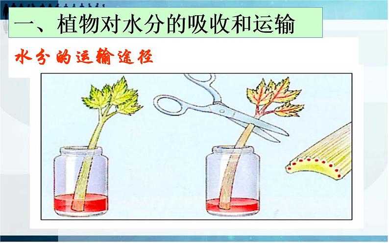 3.3 绿色植物与生物圈的水循环课件PPT第7页