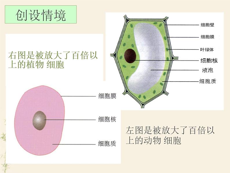 2.1.1练习使用显微镜课件PPT02