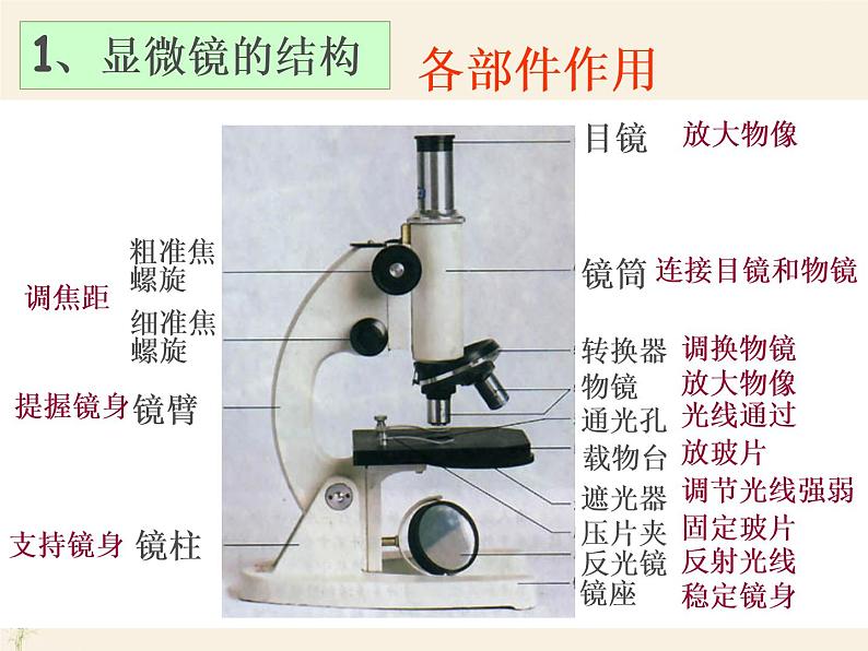 2.1.1练习使用显微镜课件PPT08