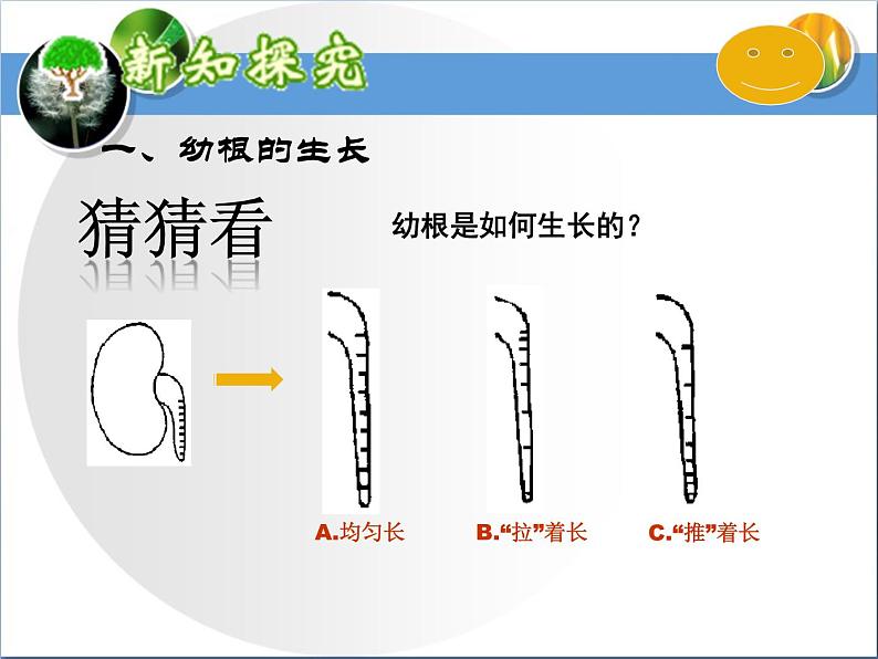 3.2.2植株的生长课件PPT03