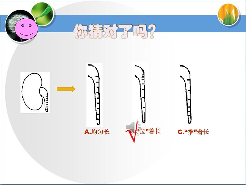 3.2.2植株的生长课件PPT08