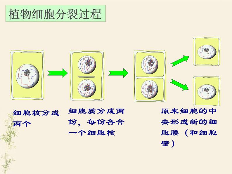 2.2.1 细胞通过分裂产生新细胞课件PPT第6页