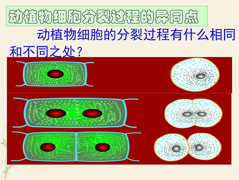 2.2.1 细胞通过分裂产生新细胞课件PPT第8页