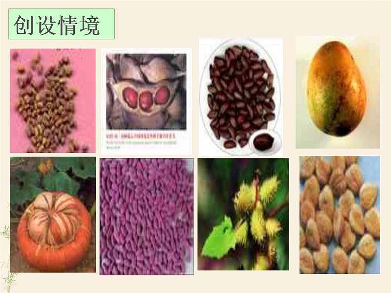 3.1.2种子植物课件PPT03