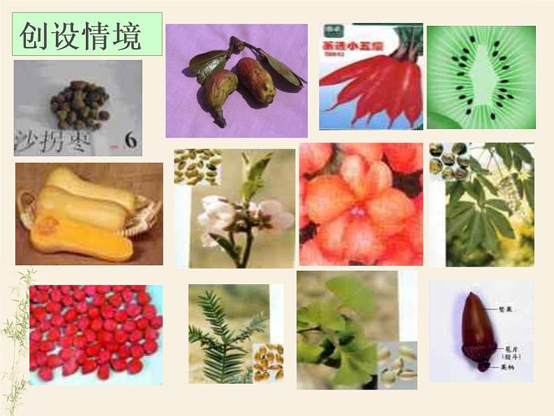 3.1.2种子植物课件PPT04