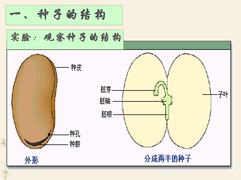 3.1.2种子植物课件PPT06