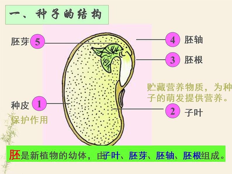 3.1.2种子植物课件PPT07