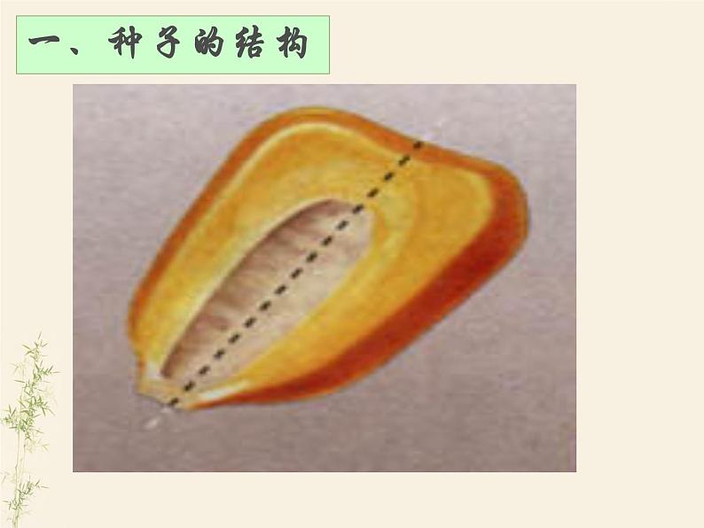 3.1.2种子植物课件PPT08