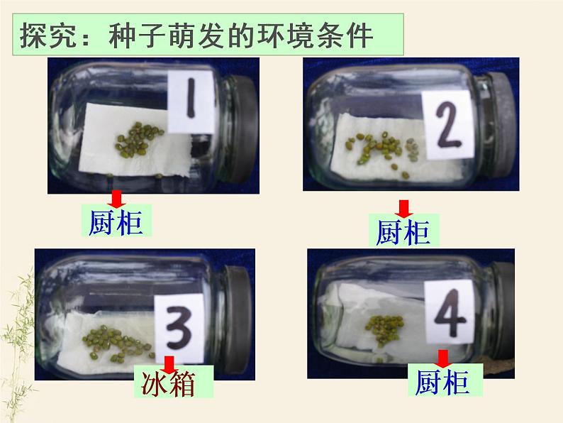 3.2.1种子的萌发课件PPT06