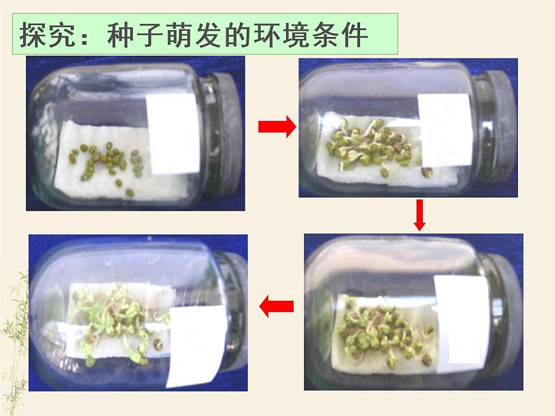 3.2.1种子的萌发课件PPT07