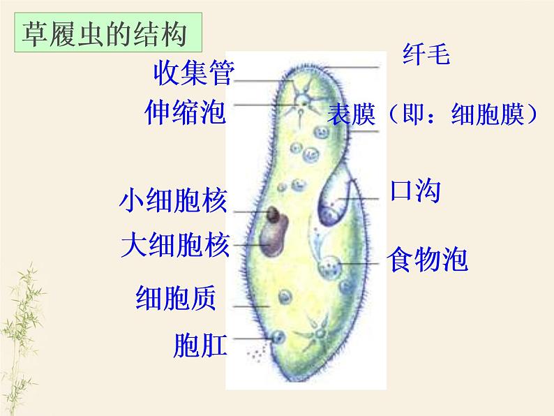 2.2.4单细胞生物课件PPT第6页