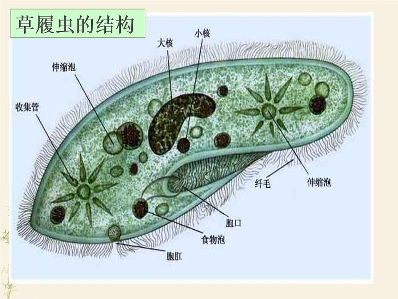 2.2.4单细胞生物课件PPT第7页