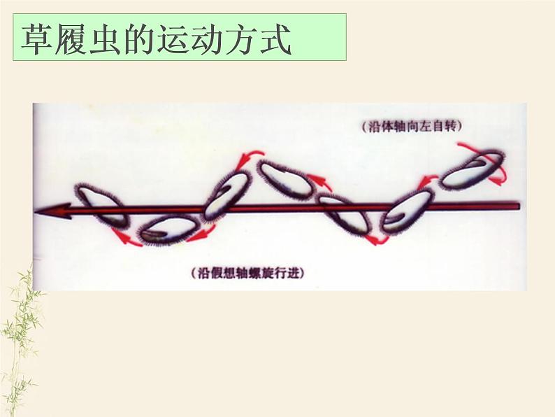 2.2.4单细胞生物课件PPT第8页