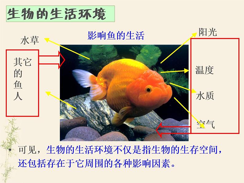 1.2.1生物与环境的关系课件PPT05