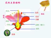 3.2.3开花和结果课件PPT