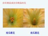 3.2.3开花和结果课件PPT