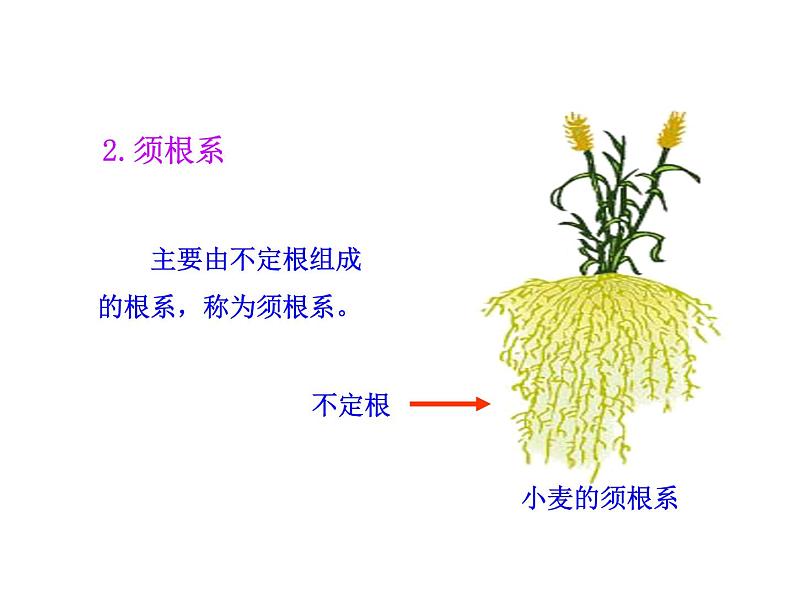 第2节 营养器官的生长课件PPT06