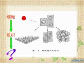 第2節(jié)  生物體的器官、系統(tǒng)課件PPT