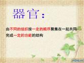 第2節(jié)  生物體的器官、系統(tǒng)課件PPT