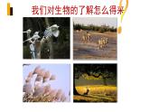 1.1生物的特征课件PPT