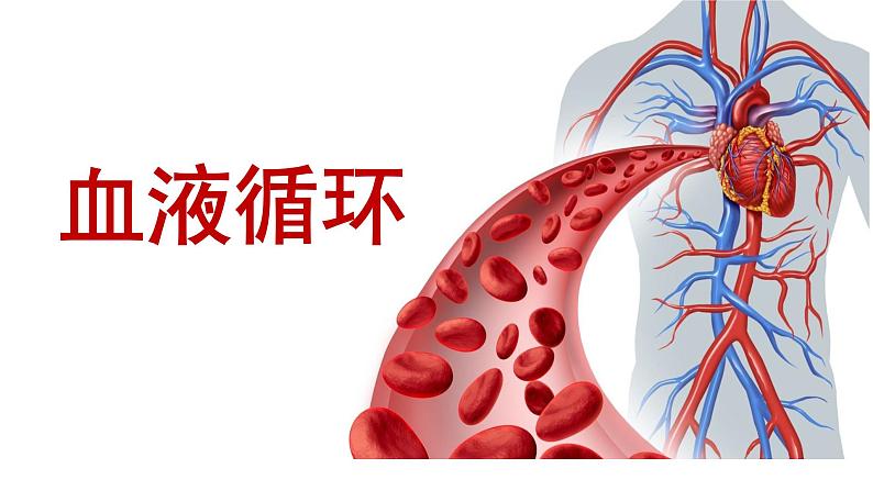 2022年中考北师大版生物复习课件---第四单元《人体内的物质运输》第1页