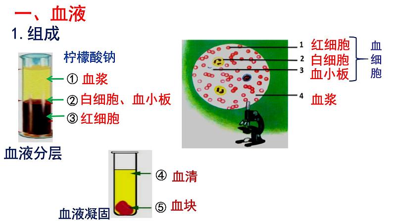 2022年中考北师大版生物复习课件---第四单元《人体内的物质运输》第4页