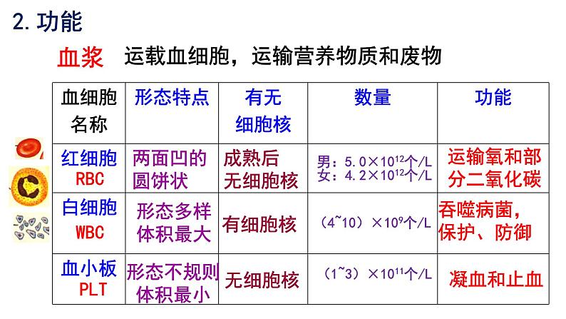 2022年中考北师大版生物复习课件---第四单元《人体内的物质运输》第5页