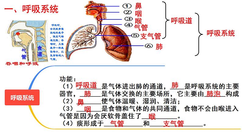 2022年中考北师大版生物复习课件-------第四单元《人体的呼吸》第4页