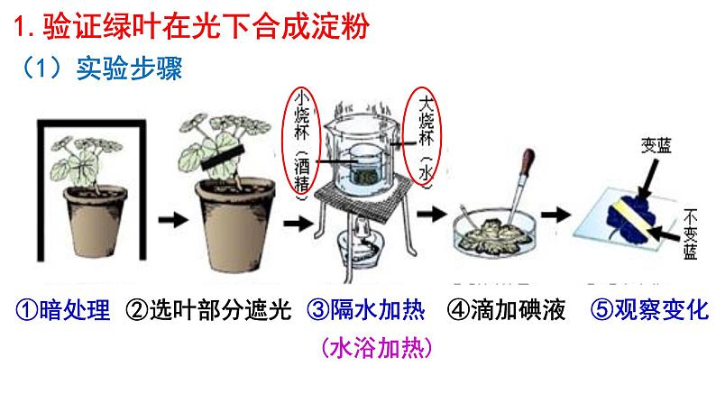 2022年中考北师大版生物复习课件--第三单元《光合作用》第5页