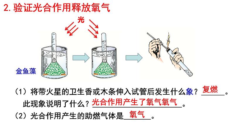 2022年中考北师大版生物复习课件--第三单元《光合作用》第8页