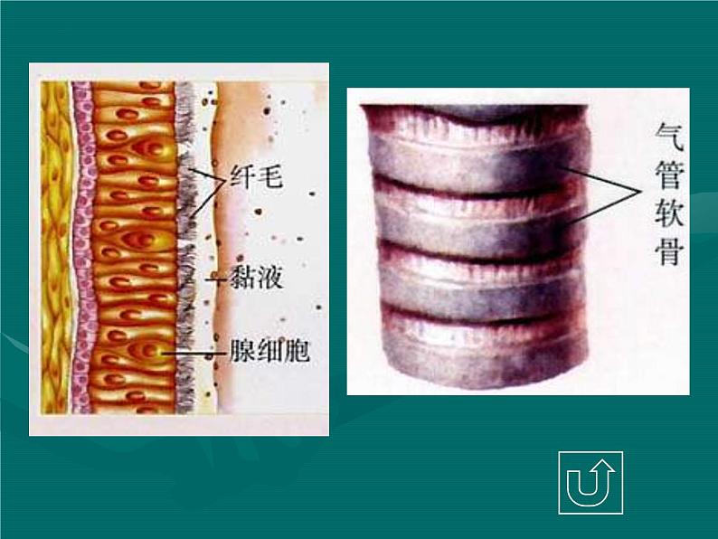 2022年中考生物专题复习课件---《人体的呼吸》总复习07