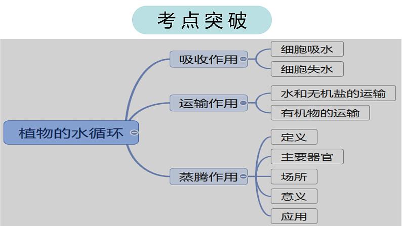 2022年中考北师大版生物复习课件--第三单元《绿色植物与生物圈的水循环》03