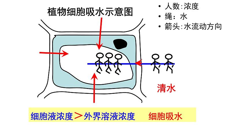 2022年中考北师大版生物复习课件--第三单元《绿色植物与生物圈的水循环》05