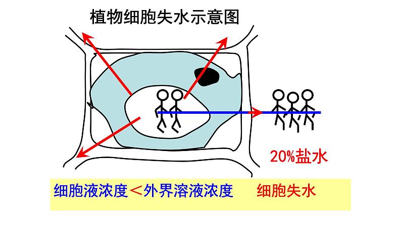 2022年中考北师大版生物复习课件--第三单元《绿色植物与生物圈的水循环》06