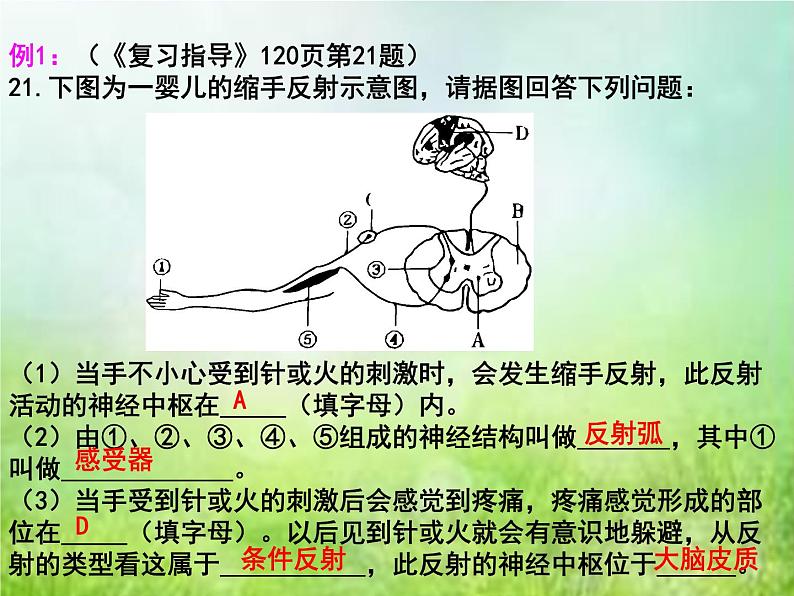 2022年中考复习：专题七《人体生命活动的调节》课件第4页